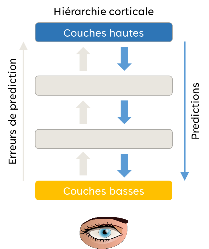 Illustration du cerveau prédictif