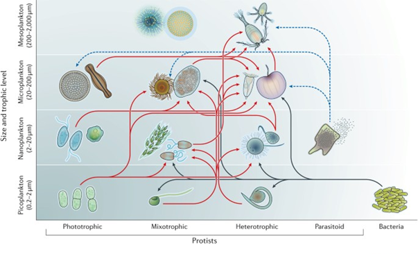 Rôles écologiques et biogéochimiques des protistes dans le plancton marin. (Caron 2017)<a href=